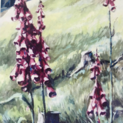 „Die Harzer Nationalblume, Roter Fingerhut“