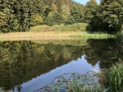 Mühlenteich mit Seerosen