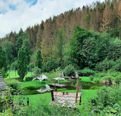Waldsterben der Fichten-Bestände – Foto Kathrin Rieke