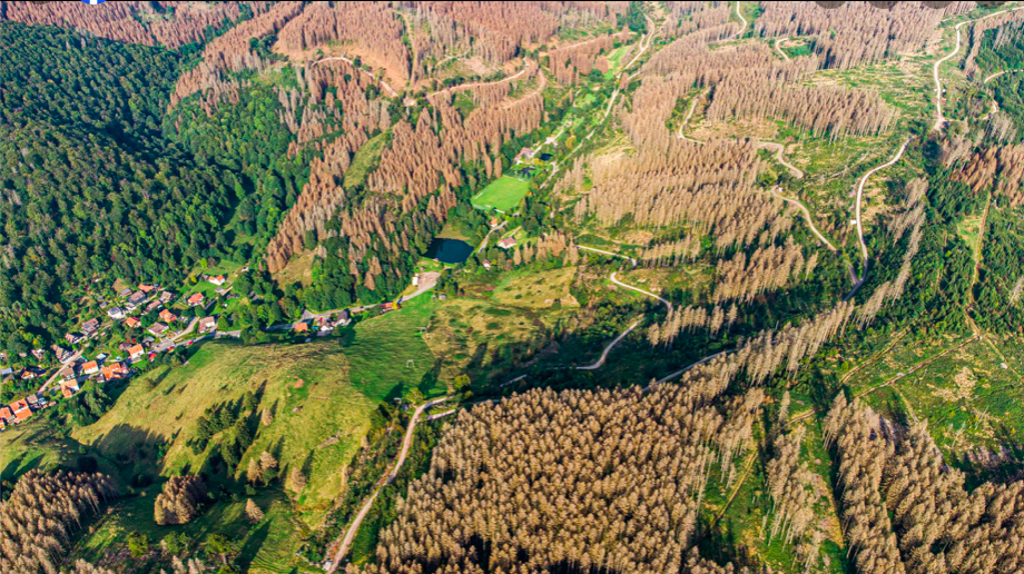 WaldVeränderungen 2021 – Lerbach im Oberharz