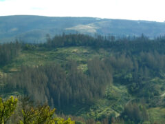 Blick vom Aussichtsturm: Die kahlen Flächen der Langenköpfe und im Süden dahinter der Acker-Höhenzug