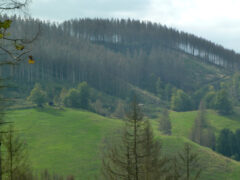Vertrocknete Wälder oberhalb von der Roten Sohle