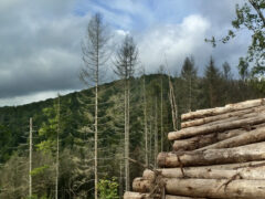 Schieferberg: Langholzstapel und Wald-Restbestände