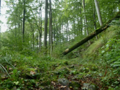 Pur Natur - Fußweg zum Aussichtsturm