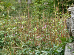 Waldblumen in Hülle und Fülle